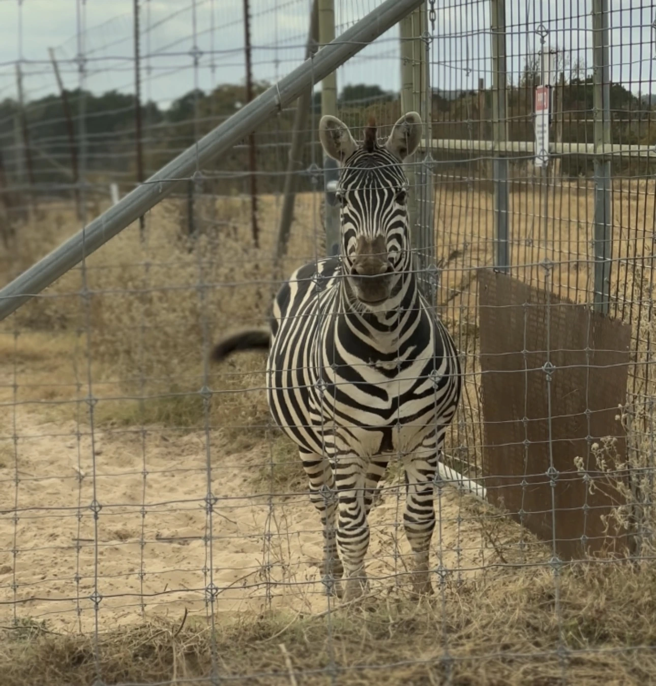 Zebra at Black Beauty Ranch